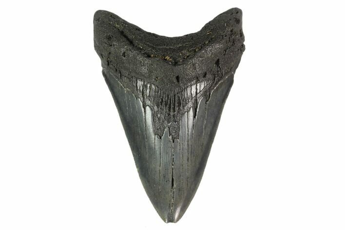 Fossil Megalodon Tooth - South Carolina #130783